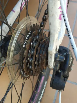 Bicicleta Focus Donna