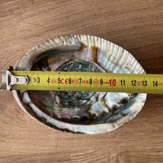 Concha de abulón cenicero