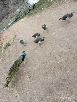 Comederos y bebederos para pavos reales