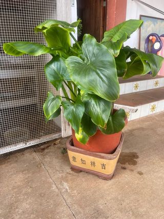 Planta con macetero decorativo