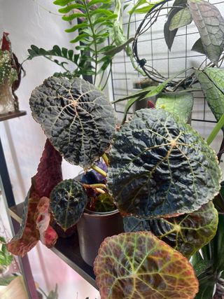 Begonia Goegoensis