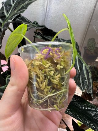 Alocasia Dragon Scale 1