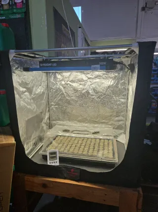 Kit de (pre) cultivo interior Daylight LED 300W