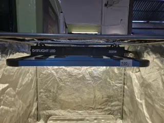 Kit de (pre) cultivo interior Daylight LED 300W