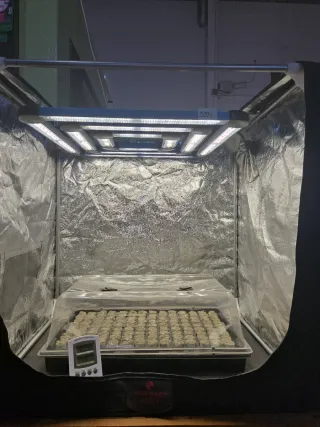 Kit de (pre) cultivo interior Daylight LED 300W