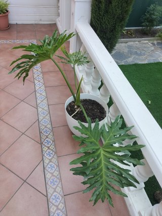 Philodendron bipinnatifidum