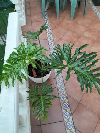 Thaumatophyllum bipinnatifidum