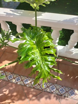 Thaumatophyllum bipinnatifidum