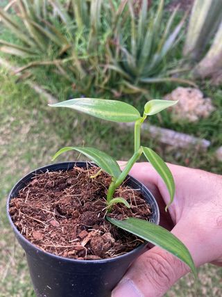 Vanilla planifolia variegata