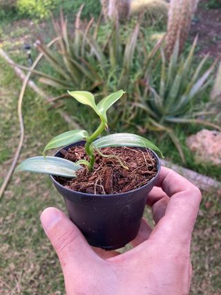 Vanilla planifolia variegata