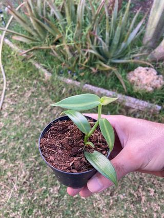 Vanilla planifolia variegata