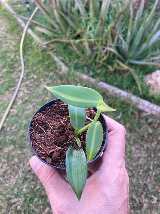 Vanilla planifolia variegata