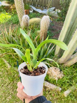 Colmanara Cheetah Silver