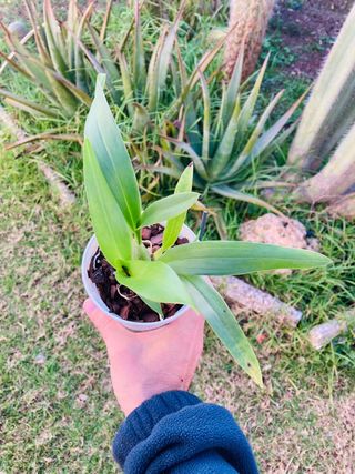 Colmanara Cheetah Silver