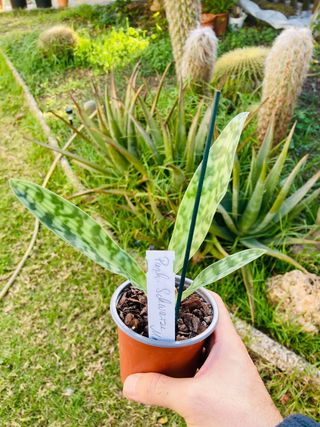 Paphiopedilum Maudiae Vinicolor