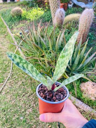 Paphiopedilum Maudiae Vinicolor