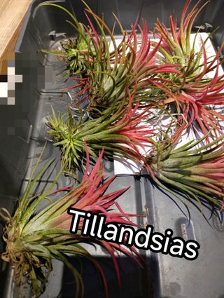 Tillandsia natural color