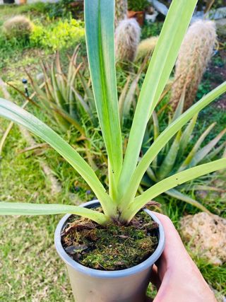 Paphiopedilum villosum var. Lauchauense