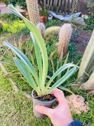 Paphiopedilum villosum var. Lauchauense