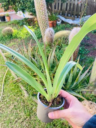 Paphiopedilum villosum var. Lauchauense
