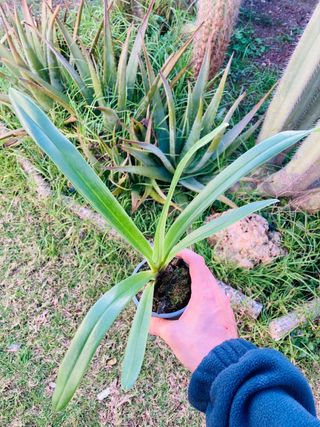 Paphiopedilum villosum var. Lauchauense