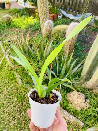 Oncidium Sharry Baby “sweet fragrance”