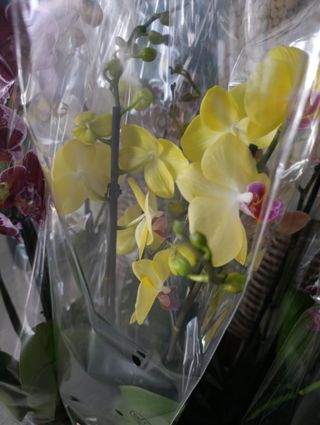 Orquídea Phalaenopsis 75cm