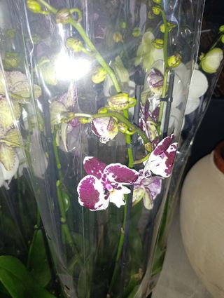 Orquídea Phalaenopsis 75cm