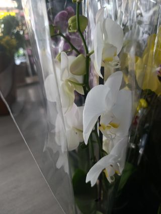 Orquídea Phalaenopsis 75cm