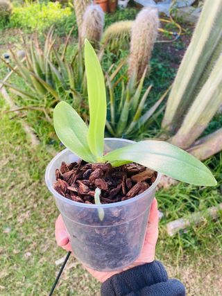 Phalaenopsis liodoro