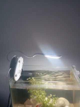 Acuario con arena y plantas