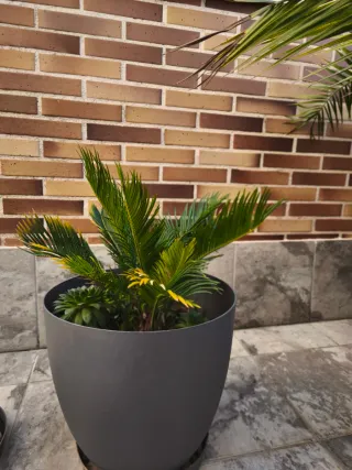 Palmera Cyca en maceta