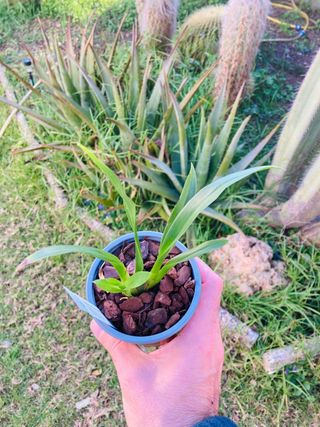 Oncidium Tiny Twinkle Red Fantasy
