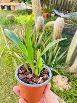 Oncidium Tiny Twinkle Red Fantasy