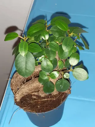 Pre-bonsai Ficus Ginseng. En mano