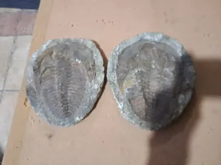 Fósil Trilobites Paleozoico 25 cm x 20 cm