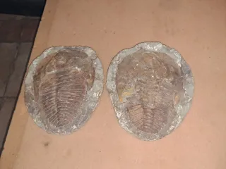 Fósil Trilobites Paleozoico 25 cm x 20 cm