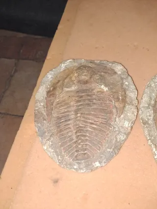 Fósil Trilobites Paleozoico 25 cm x 20 cm