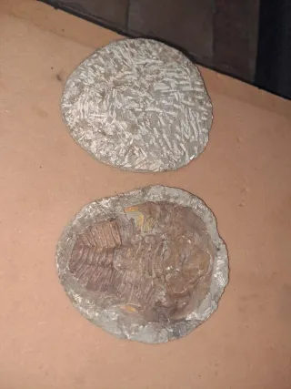 Fósil Trilobites Paleozoico 25 cm x 20 cm