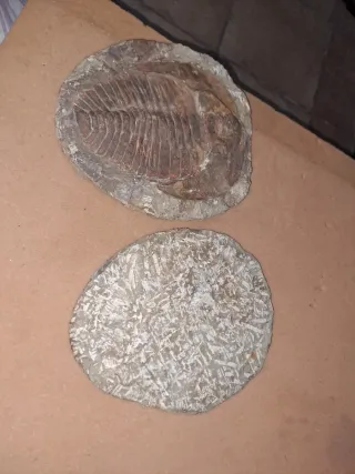 Fósil Trilobites Paleozoico 25 cm x 20 cm