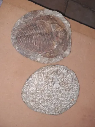 Fósil Trilobites Paleozoico 25 cm x 20 cm