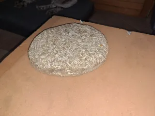 Fósil Trilobites Paleozoico 25 cm x 20 cm