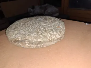 Fósil Trilobites Paleozoico 25 cm x 20 cm