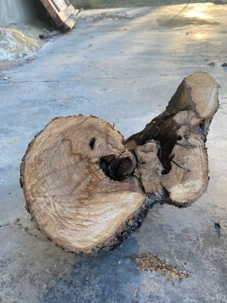 Troncos de olivo decorativos