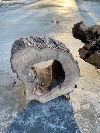 Troncos de olivo decorativos