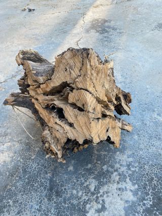 Troncos de olivo decorativos