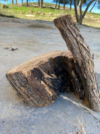 Troncos de olivo decorativos