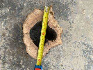 Troncos de olivo decorativos