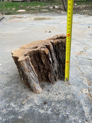 Troncos de olivo decorativos