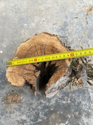 Troncos de olivo decorativos